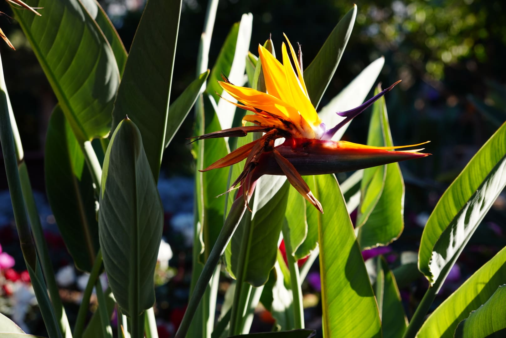 Bird of Paradise flower in Valencia symbolising freedom and beauty