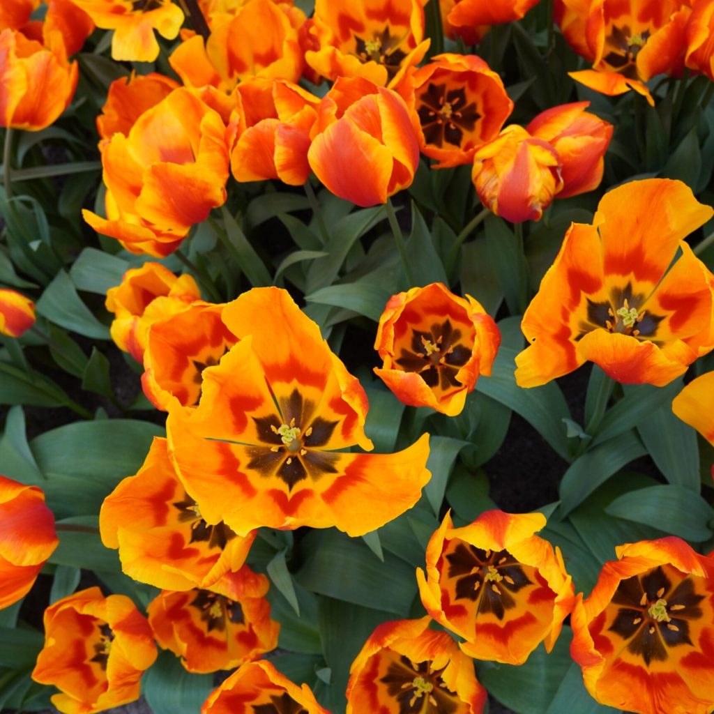 Vibrant orange tulips in full bloom