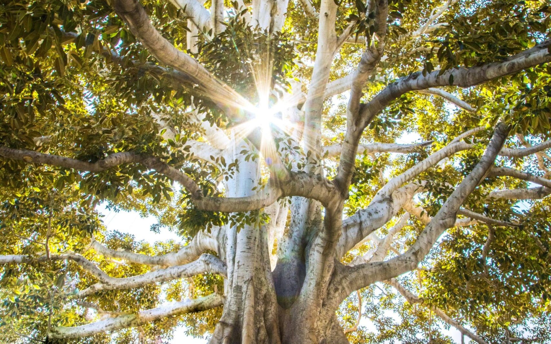 Majestic tree with sunlight shining through its branches, symbolizing spiritual travel