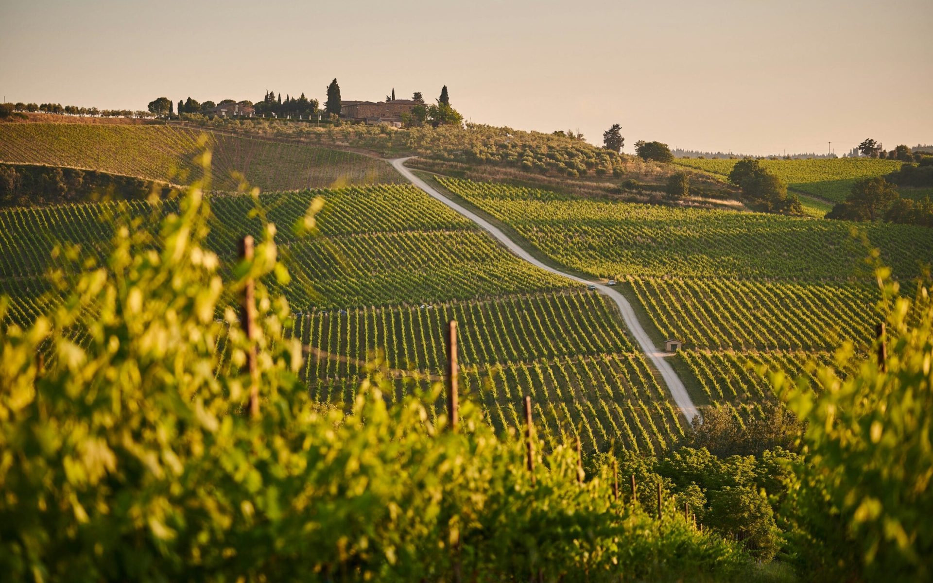 Scenic vineyard in Italy, symbolizing wine trips